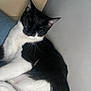 Nova is registered to the contest to win money with this photo: cat, black_and_white, sleeping, relaxed, fur, whiskers, indoor, cozy, animal, pet, resting, cute, feline, closeup, calm, domestic, quiet, soft, peaceful, lying_down