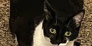 Nova is registered to the contest to win money with this photo: cat, black_and_white, carpet, loaf_position, pet, indoor, feline, animal, fur, whiskers, ears, green_eyes, looking_up, cute, domestic_cat, small, mammal, resting, close_up, texture