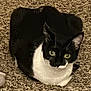 cat, black_and_white, carpet, loaf_position, pet, indoor, feline, animal, fur, whiskers, ears, green_eyes, looking_up, cute, domestic_cat, small, mammal, resting, close_up, texture