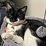 cat, black_and_white_cat, plush_bed, toy, pink_collar, indoor, pet, cozy, resting, feline, cute, soft_texture, sleepy, animal, domestic_cat, close_up, fur, whiskers, claw, relaxing