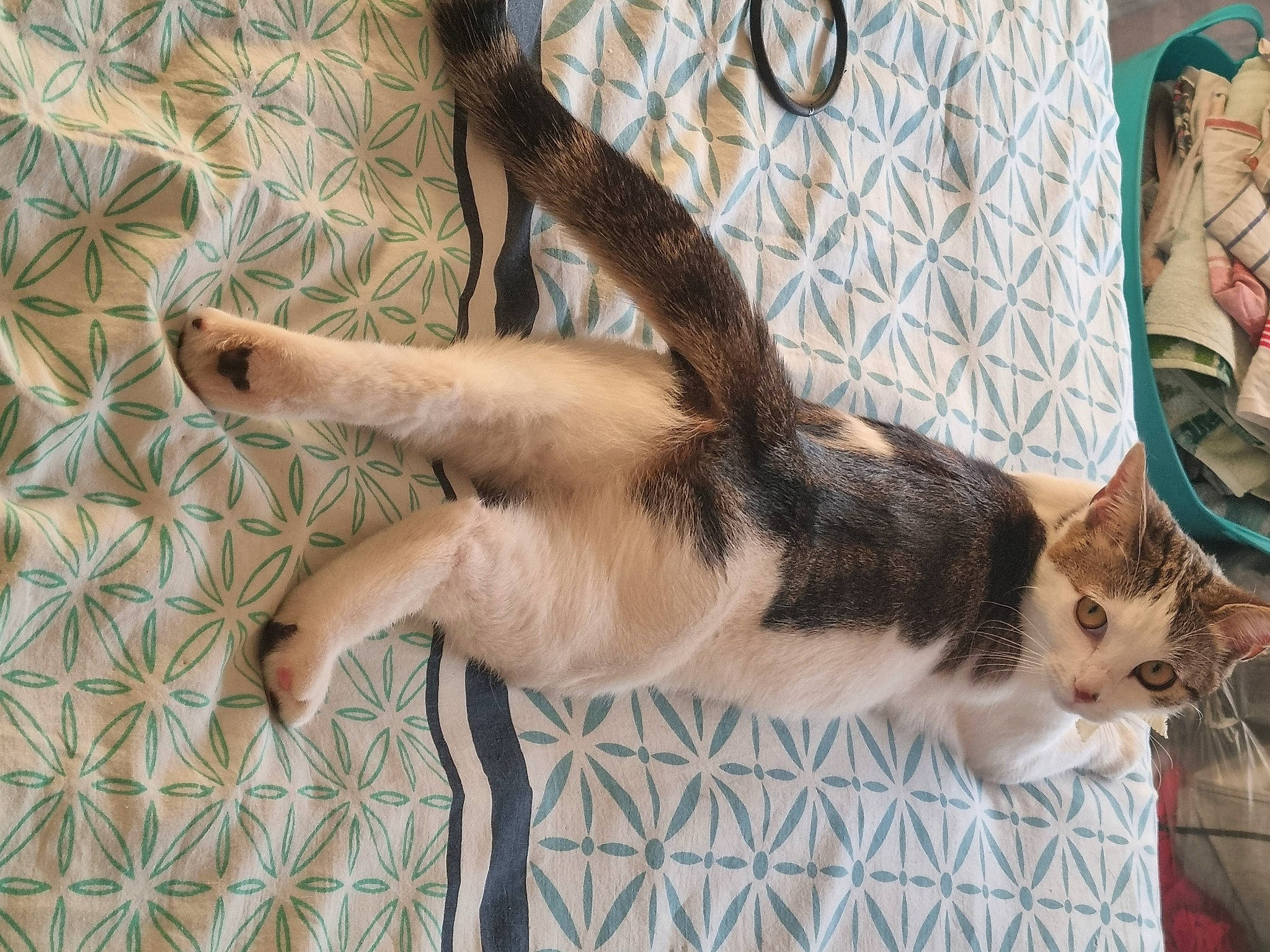 Chipie participe au concours pour gagner de l'argent avec cette photo : canidae, carnivore, cat, claw, comfort, domestic_short_haired_cat, fawn, felidae, flooring, fur, human_leg, pattern, paw, plant, small_to_medium_sized_cats, tail, textile, tree, whiskers, wood