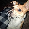 Coco joined the competition — help win amazing prizes! animal, blanket, brown_and_white, close_up, cozy, curious, cute, dog, expression, eyes, flash, fur, indoor, muzzle, nose, perky_ears, pet, portrait, small_dog, whiskers