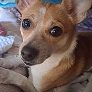Coco joined the competition — help win amazing prizes! animal, blanket, brown, close_up, companion, cozy, cute, dog, ears, eyes, fur, indoors, looking, pet, portrait, resting, small_dog, snout, white, young