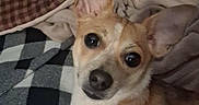 Coco joined the competition — help win amazing prizes! animal, bed, blanket, brown, checkered_blanket, comfort, cozy, curious, cute, dog, ears, eyes, fur, indoor, lying_down, pet, pillow, resting, small_dog, white