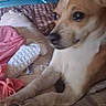 Coco joined the competition — help win amazing prizes! animal, bed, blanket, canine, closeup, cozy, cute, dog, domestic, ears, furniture, indoor, looking, paw, pet, resting, small_dog, snout, tan_fur, white_fur