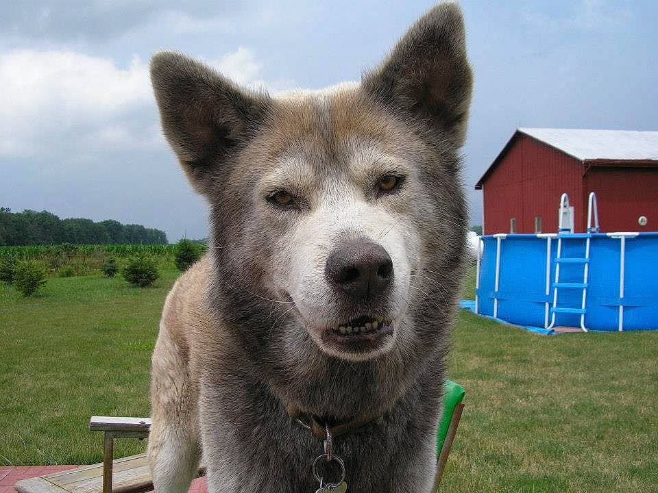 Buddy is registered to the contest to win money with this photo: art, canidae, canis, carnivore, cloud, dog, dog_breed, fur, grass, jaw, plant, sky, snout, sporting_group, tent, terrestrial_animal, tree, wolf, working_animal, working_dog