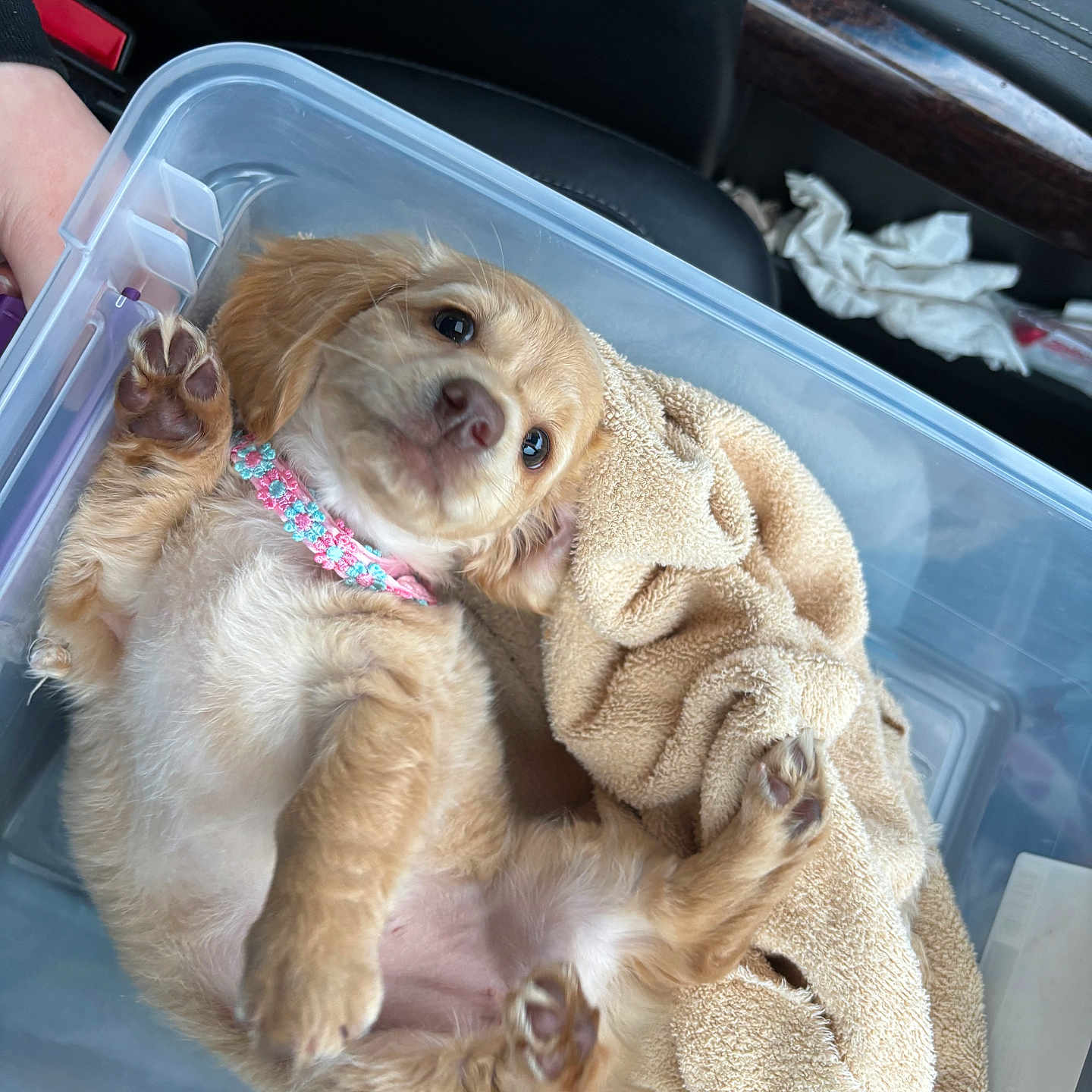 Sunny joined the competition — help win amazing prizes! animal, baby, blanket, bulldog, canine, chihuahua, cockerspaniel, dog, drawer, furniture, goldenretriever, hound, machine, papillon, person, pet, puppy, spoke, terrier, towel