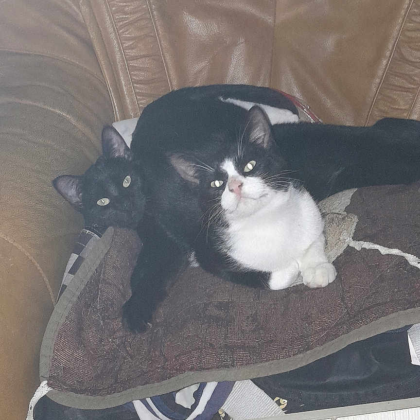 Avenger Et Appolon a rejoint le concours — aidez-le/la à gagner de superbes lots ! animal, black_and_white_cat, black_cat, cat, cozy, cushion, domestic, ears, feline, fur, home, indoor, leather_chair, looking, paws, pet, relaxed, resting, two_cats, whiskers