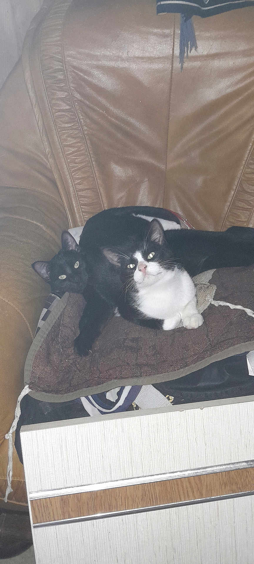 Avenger Et Appolon a rejoint le concours — aidez-le/la à gagner de superbes lots ! cat, black_cat, black_and_white_cat, cushion, leather_chair, indoor, pet, animal, feline, resting, looking, domestic, cozy, home, fur, whiskers, ears, paws, relaxed, two_cats