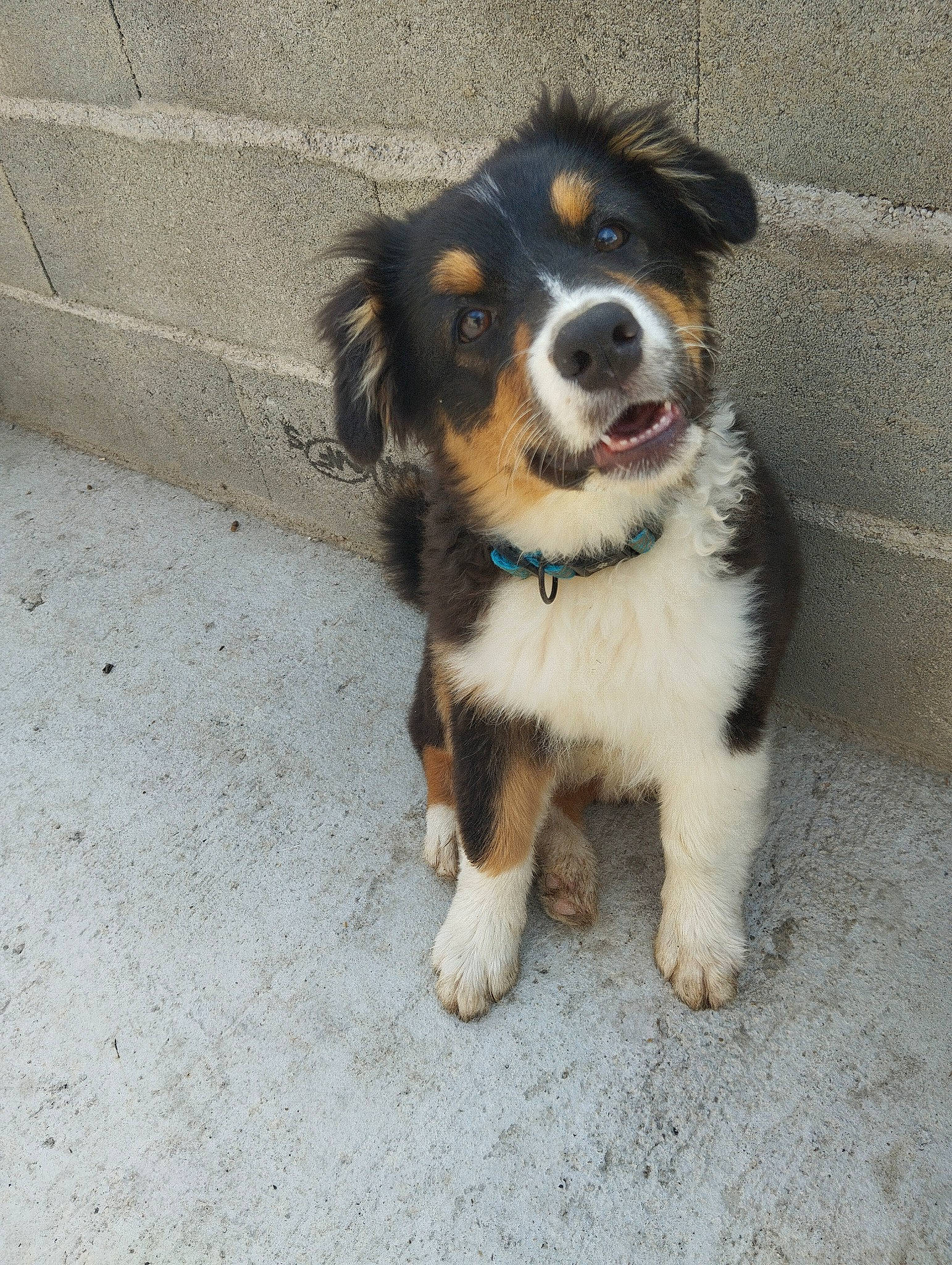 Ruby a rejoint le concours — aidez-le/la à gagner de superbes lots ! bernese_mountain_dog, canidae, carnivore, companion_dog, dog, dog_breed, door, fur, herding_dog, road_surface, snout, sporting_group, terrestrial_animal, toy_dog, whiskers, working_animal, working_dog