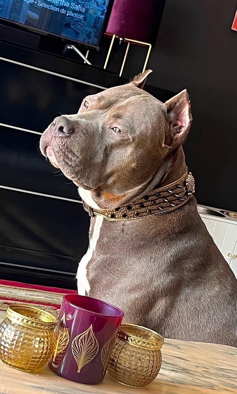 Marvel participe au concours pour gagner de l'argent avec cette photo : basket, canidae, carnivore, collar, companion_dog, dog, dog_breed, dog_collar, dog_supply, fashion_accessory, fawn, fur, leash, liver, pet_supply, snout, sporting_group, terrestrial_animal, whiskers, working_animal