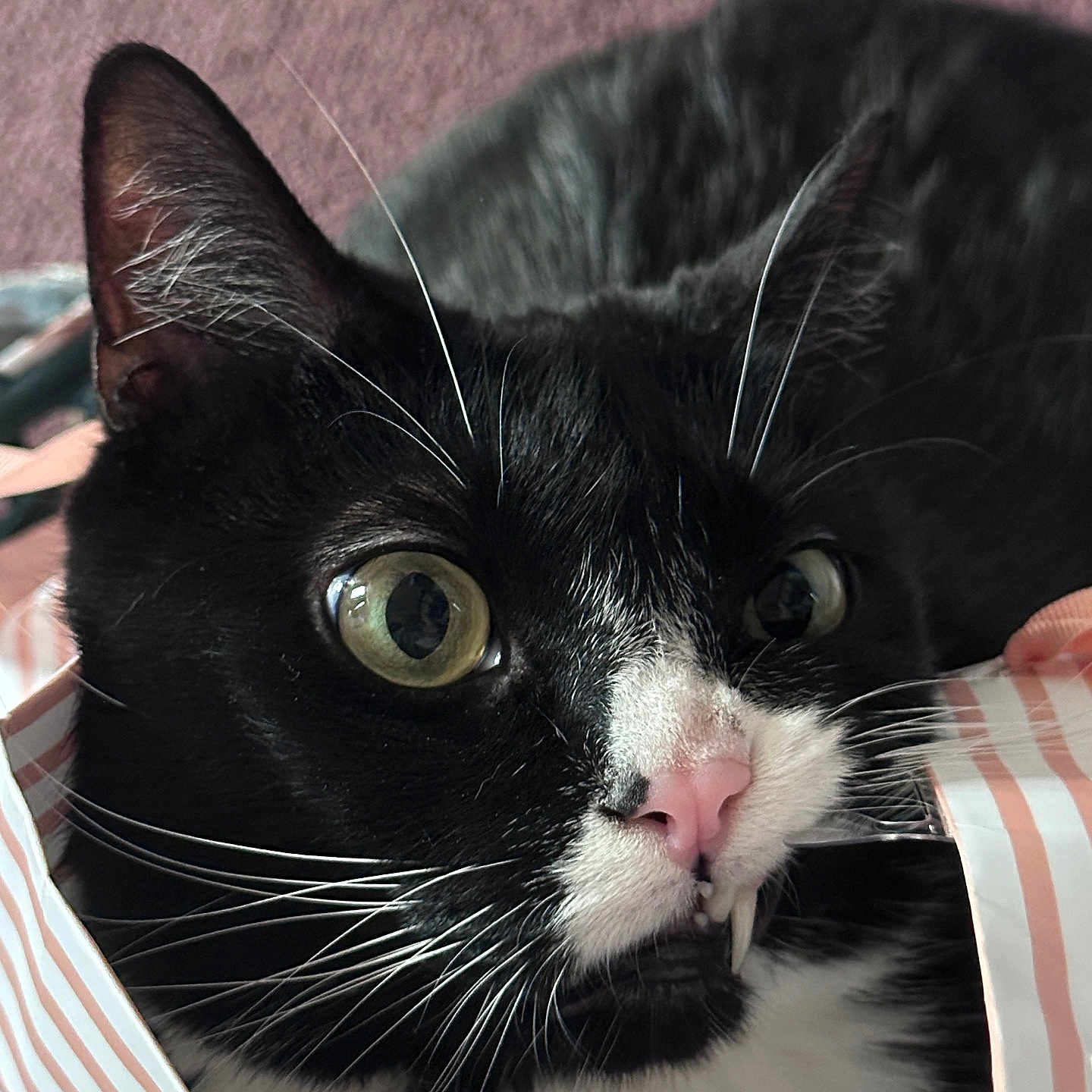 Luna joined the competition — help win amazing prizes! abyssinian, animal, blackcat, bodypart, cat, couch, furniture, kitten, manx, mouth, person, pet