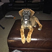 Bandit is registered to the contest to win money with this photo: puppy, dog, living_room, ottoman, leather, couch, carpet, flash, indoor, pet, young_dog, brown, black, white_marking, paws, animal, furniture, relaxing, home, plaid