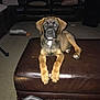 puppy, dog, living_room, ottoman, leather, couch, carpet, flash, indoor, pet, young_dog, brown, black, white_marking, paws, animal, furniture, relaxing, home, plaid