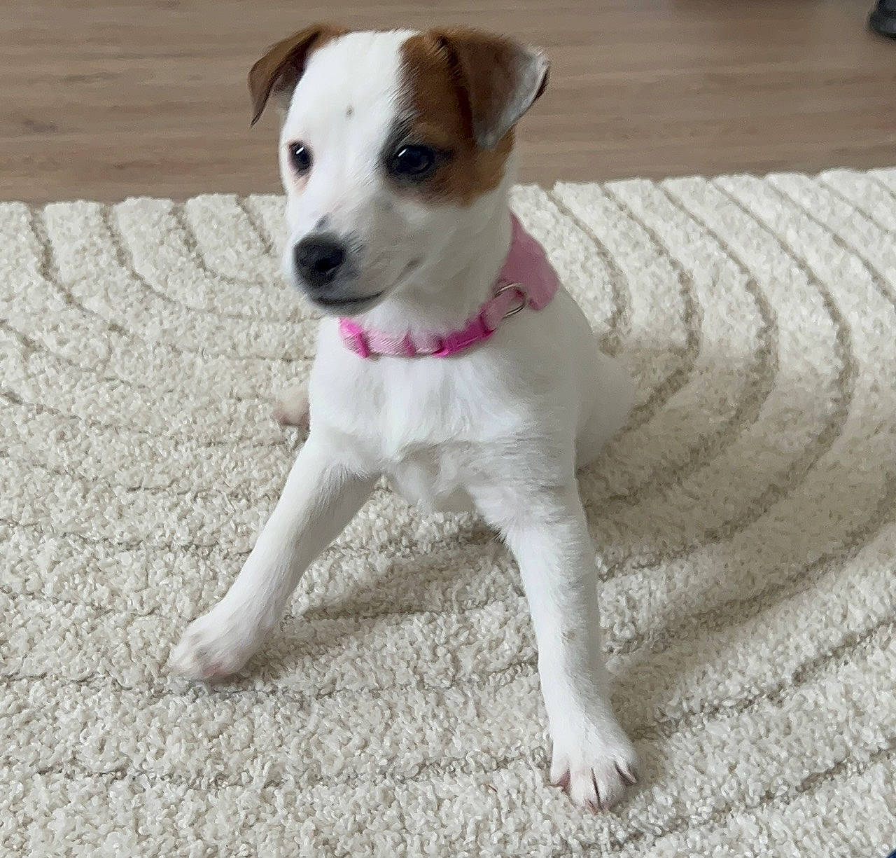 Tahiti participe au concours pour gagner de l'argent avec cette photo : canidae, carnivore, collar, companion_dog, dog, dog_breed, dog_collar, dog_supply, fawn, flooring, irishjacks, paw, pet_supply, snout, sporting_group, tail, terrestrial_animal, terrier, whiskers, working_animal