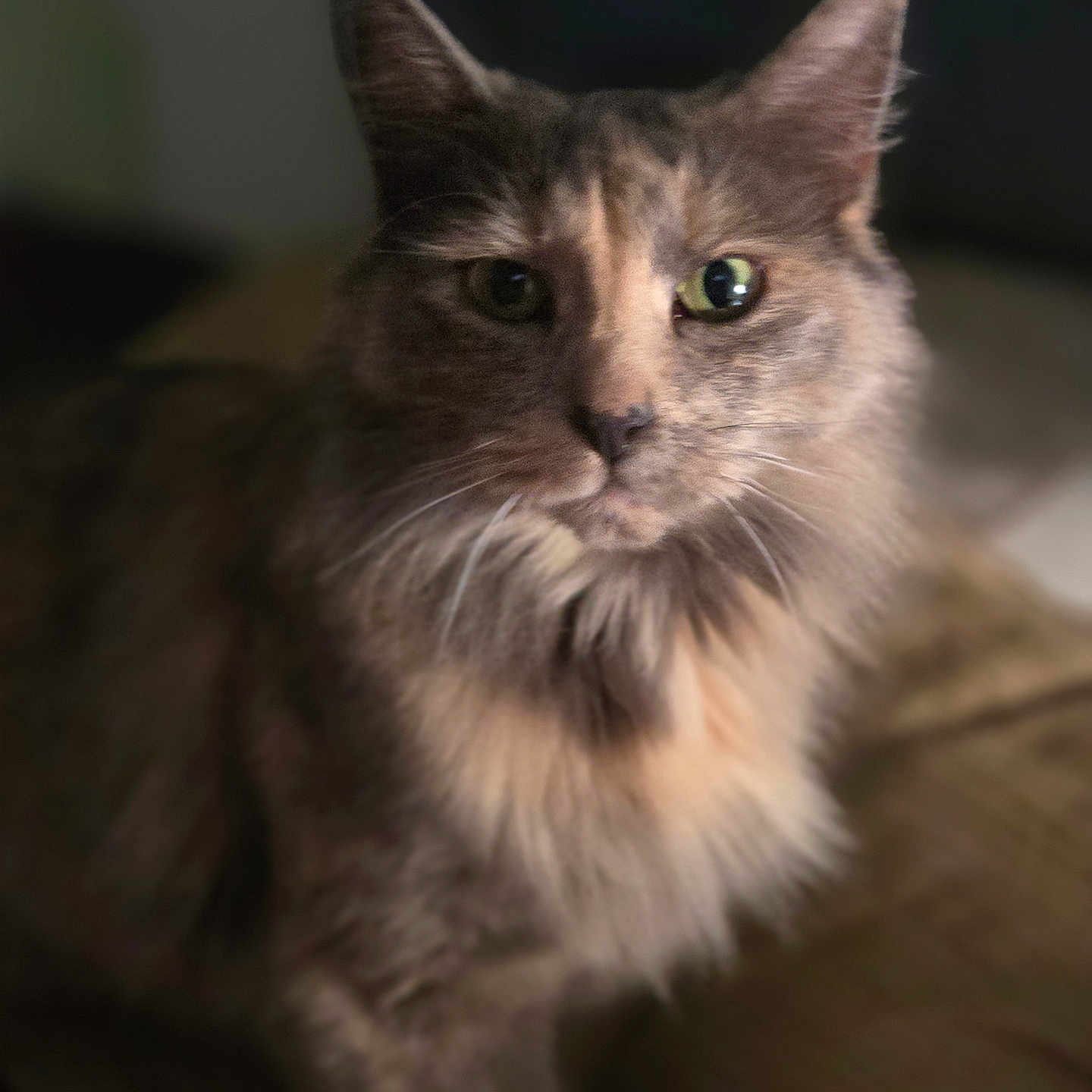 Nala is registered to the contest to win money with this photo: animal, cat, closeup, cozy, cute, domestic_animal, ears, eyes, face, feline, fur, furry, indoor, looking, mammal, pet, portrait, soft_focus, warm, whiskers