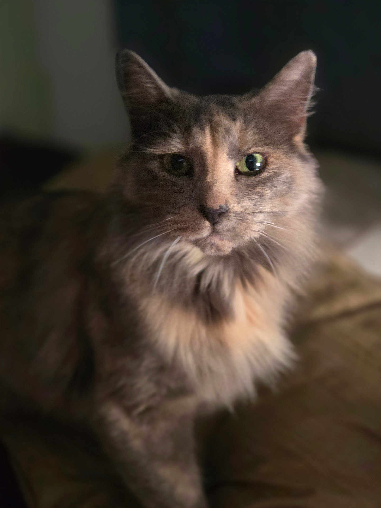 Nala is registered to the contest to win money with this photo: cat, animal, pet, feline, fur, portrait, indoor, closeup, whiskers, ears, eyes, soft_focus, mammal, cute, domestic_animal, looking, face, cozy, warm, furry