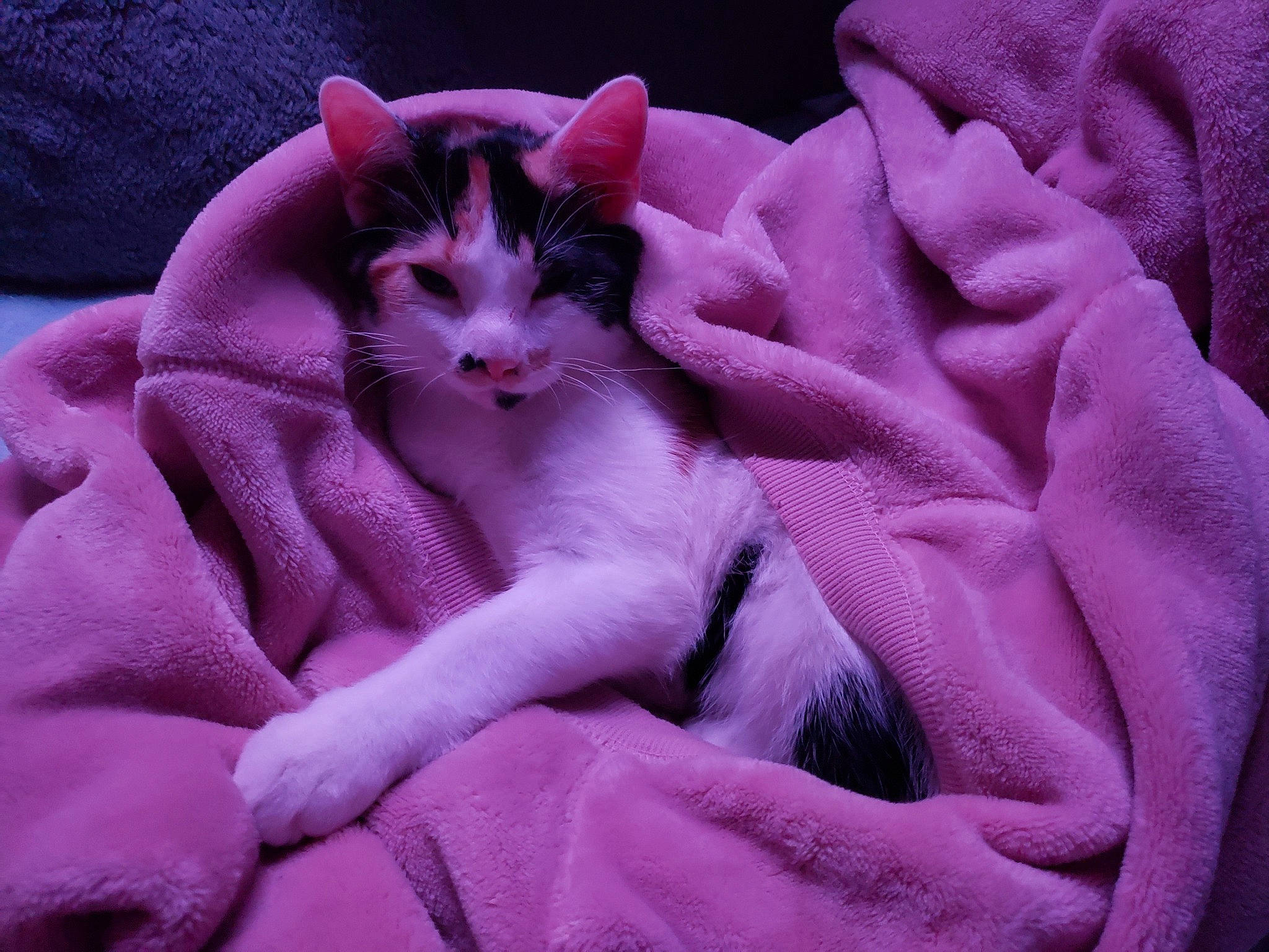 Cleo is registered to the contest to win money with this photo: blanket, carnivore, cat, close_up, comfort, electric_blue, felidae, fur, linens, magenta, petal, pink, purple, sleeve, small_to_medium_sized_cats, textile, violet, whiskers