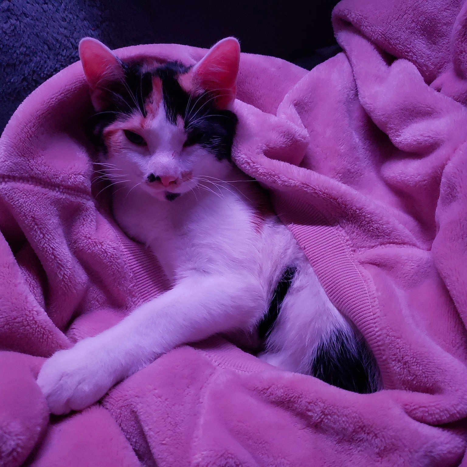 Cleo