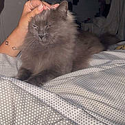 Marie a rejoint le concours — aidez-le/la à gagner de superbes lots ! animal, bedroom, bedspread, cat, closet, clothing, comfort, cozy, domestic, feline, fluffy, fur, gray_cat, hand, human_hand, indoor, patterned_bedspread, pet, relaxed, resting