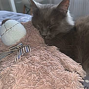 Marie participe au concours pour gagner de l'argent avec cette photo : cat, gray_cat, sleeping, plush_toy, teddy_bear, stuffed_animal, soft_texture, indoor, bed, resting, furry, cozy, pet, animal, cute, relaxation, furniture, fabric, close_up, peaceful