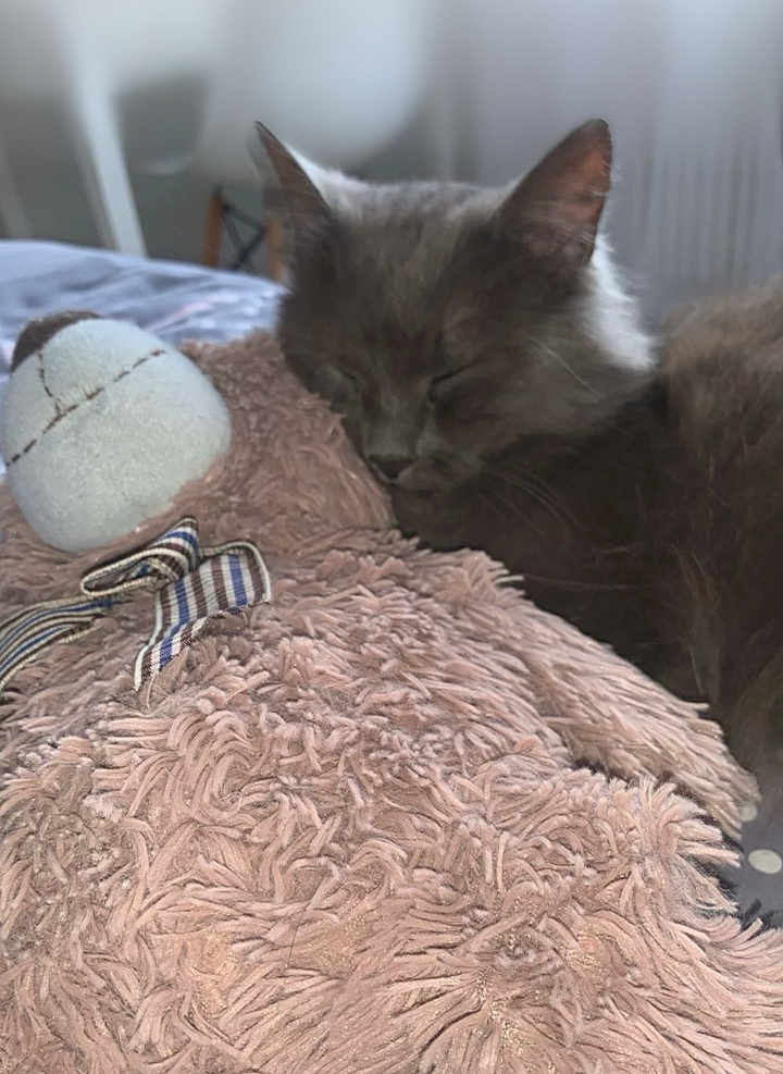 Marie participe au concours pour gagner de l'argent avec cette photo : cat, gray_cat, sleeping, plush_toy, teddy_bear, stuffed_animal, soft_texture, indoor, bed, resting, furry, cozy, pet, animal, cute, relaxation, furniture, fabric, close_up, peaceful