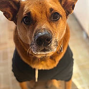 Viola Marie is registered to the contest to win money with this photo: dog, pet, portrait, close_up, brown_fur, collar, black_sweater, indoors, tile_floor, looking_up, big_eyes, nose, ears, whiskers, sitting, cute, domestic_animal, bokeh, warm_lighting, focus_on_face