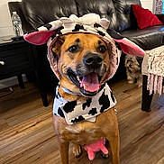 Viola Marie joined the competition — help win amazing prizes! blanket, costume, cow_print, dog, ears, happy, hood, indoor, leather_sofa, living_room, pet, pillow, pink_udder, side_table, sitting, small_dog, smile, tongue, water_bottle, wooden_floor