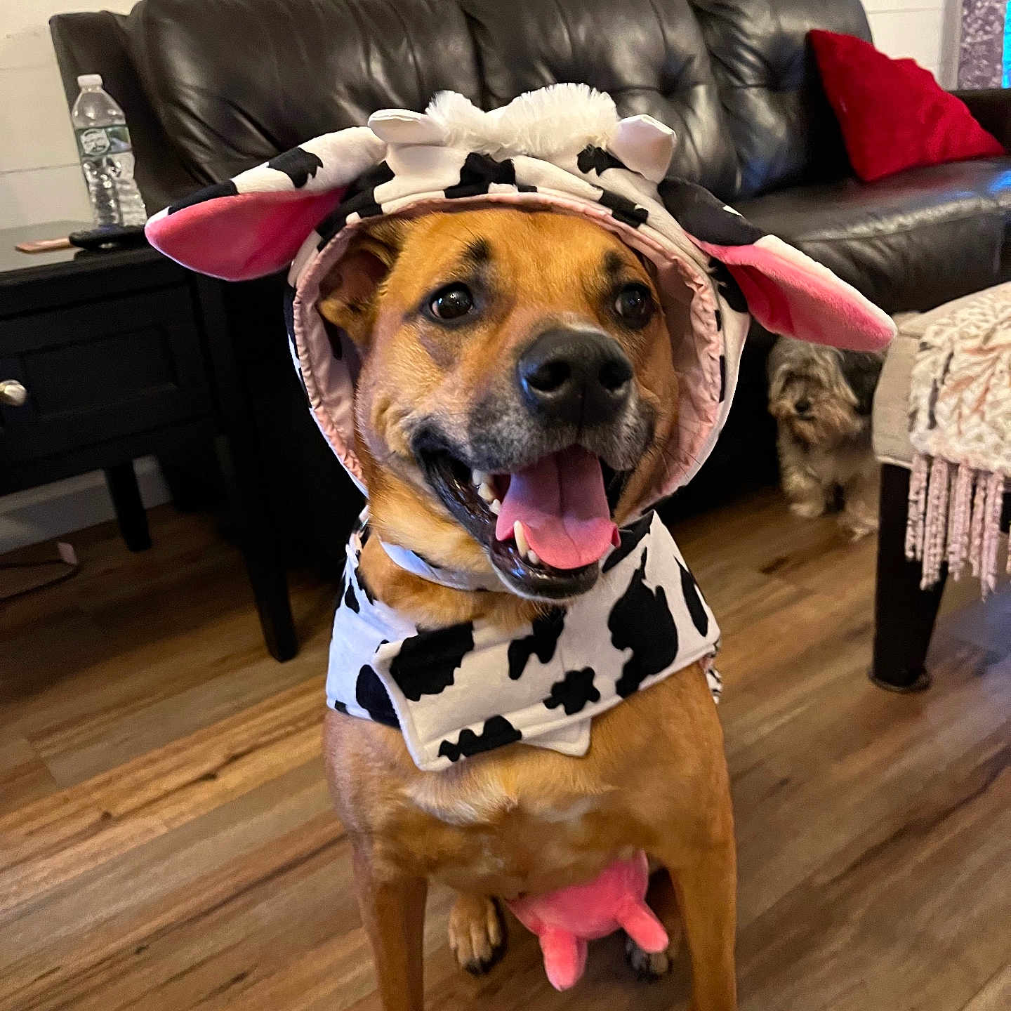 Viola Marie joined the competition — help win amazing prizes! blanket, costume, cow_print, dog, ears, happy, hood, indoor, leather_sofa, living_room, pet, pillow, pink_udder, side_table, sitting, small_dog, smile, tongue, water_bottle, wooden_floor