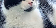Rapido participe au concours pour gagner de l'argent avec cette photo : cat, black_and_white, green_eyes, fur, whiskers, grass, outdoor, animal, pet, mammal, relaxed, lying_down, closeup, curious, nature, domestic_cat, whisker, paws, background, person