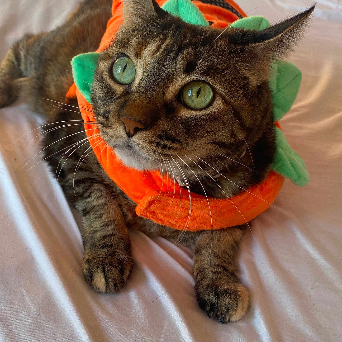 Penny joined the competition — help win amazing prizes! animal, bed, cat, closeup, costume, cozy, cute, eyes, fur, green, indoor, laying, looking_up, orange, pet, playful, sheet, soft, tabby_cat, whiskers