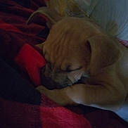 Lucy is registered to the contest to win money with this photo: animal, blanket, closeup, comfort, cozy, cute, dog, domestic, fur, indoor, nap, pet, pillow, puppy, relaxing, resting, sleeping, snuggling, soft, young