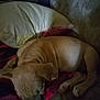 Lucy is registered to the contest to win money with this photo: animal, blanket, brown, companion, couch, cozy, cute, dog, domestic, fur, home, indoor, nap, pet, pillow, puppy, relaxing, resting, sleep, sleeping