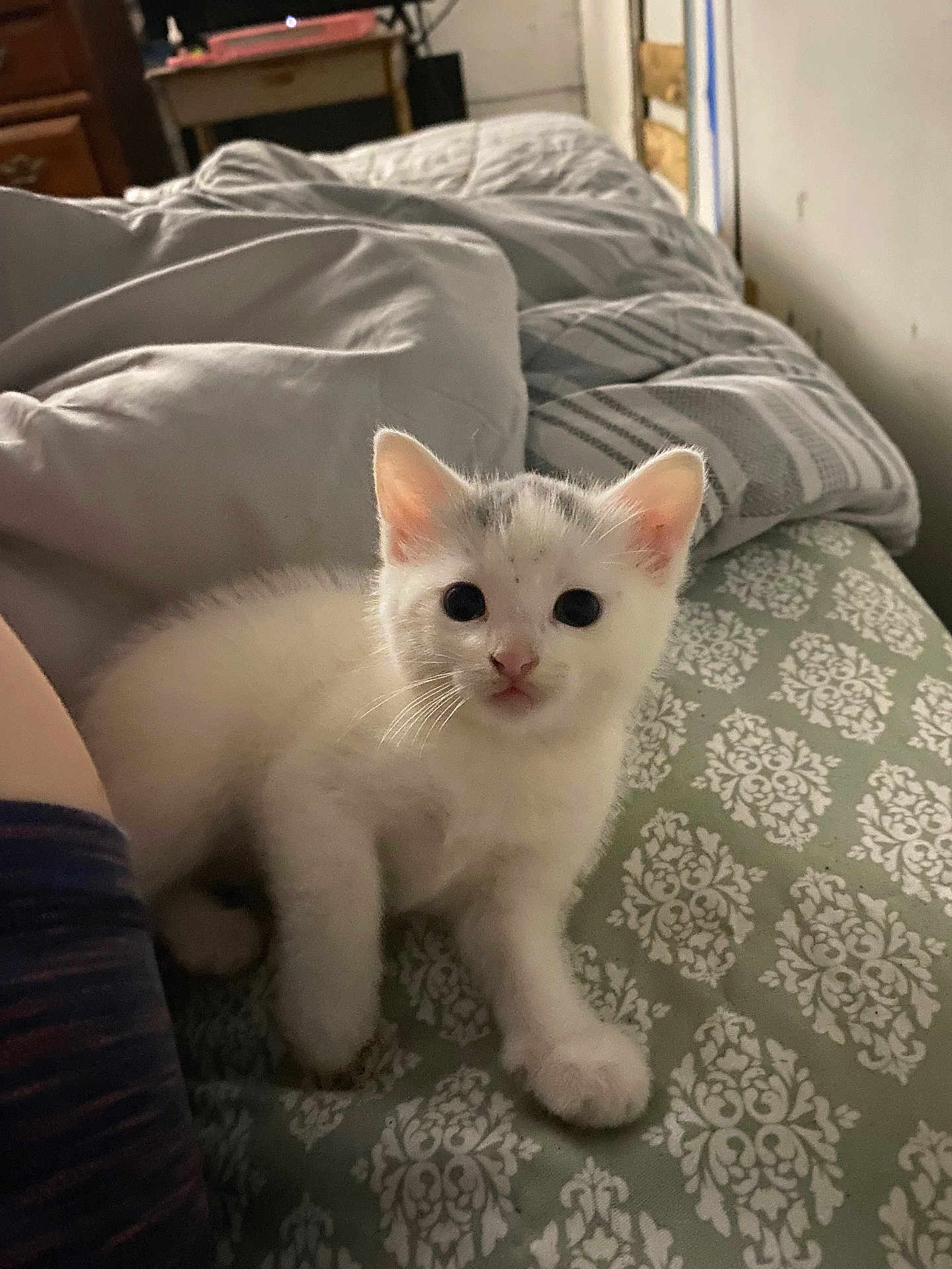 Kiwi is registered to the contest to win money with this photo: kitten, cat, pet, cute, white_fur, bed, blanket, indoor, animal, young, fur, whiskers, ears, paw, resting, looking, patterned_bedspread, cozy, soft_light, curious