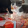 kitten, cat, gray_and_white, fluffy, meowing, open_mouth, blue_eyes, whiskers, fur, animal, pet, indoor, table, tablecloth, colorful, patterned, portrait, candid, second_cat, home