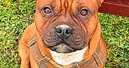 Azur a rejoint le concours — aidez-le/la à gagner de superbes lots ! dog, brown_dog, portrait, close_up, outdoor, grass, red_bench, harness, sitting, pet, animal, canine, short_hair, floppy_ears, brown_eyes, white_chest, serious_expression, looking_at_camera, full_body, natural_light
