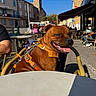dog, brown_dog, happy, smiling, open_mouth, tongue, harness, orange_harness, sitting, cafe, outdoor, terrace, street, urban, historic_buildings, chairs, table, diners, sunny, blue_sky