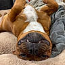 dog, brown_dog, white_chest, upside_down, lying_down, belly_up, paws_up, funny, grinning, teeth, close_up, portrait, indoor, bedroom, blanket, bed, cozy, relaxed, playful, pet