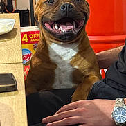 Azur a rejoint le concours — aidez-le/la à gagner de superbes lots ! dog, pit_bull, brown_dog, white_chest, smiling, open_mouth, teeth, sitting, indoor, portrait, pet, animal, front_view, close_up, table, plate, red_background, person, hand, wristwatch