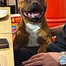 dog, pit_bull, brown_dog, white_chest, smiling, open_mouth, teeth, sitting, indoor, portrait, pet, animal, front_view, close_up, table, plate, red_background, person, hand, wristwatch