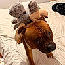 dog, puppy, brown_dog, pet, stuffed_animal, plush_toy, elephant_toy, toy_backpack, bed, bedroom, indoors, cute, funny, wide_eyes, floppy_ears, short_fur, animal_portrait, cozy, bedding, playful