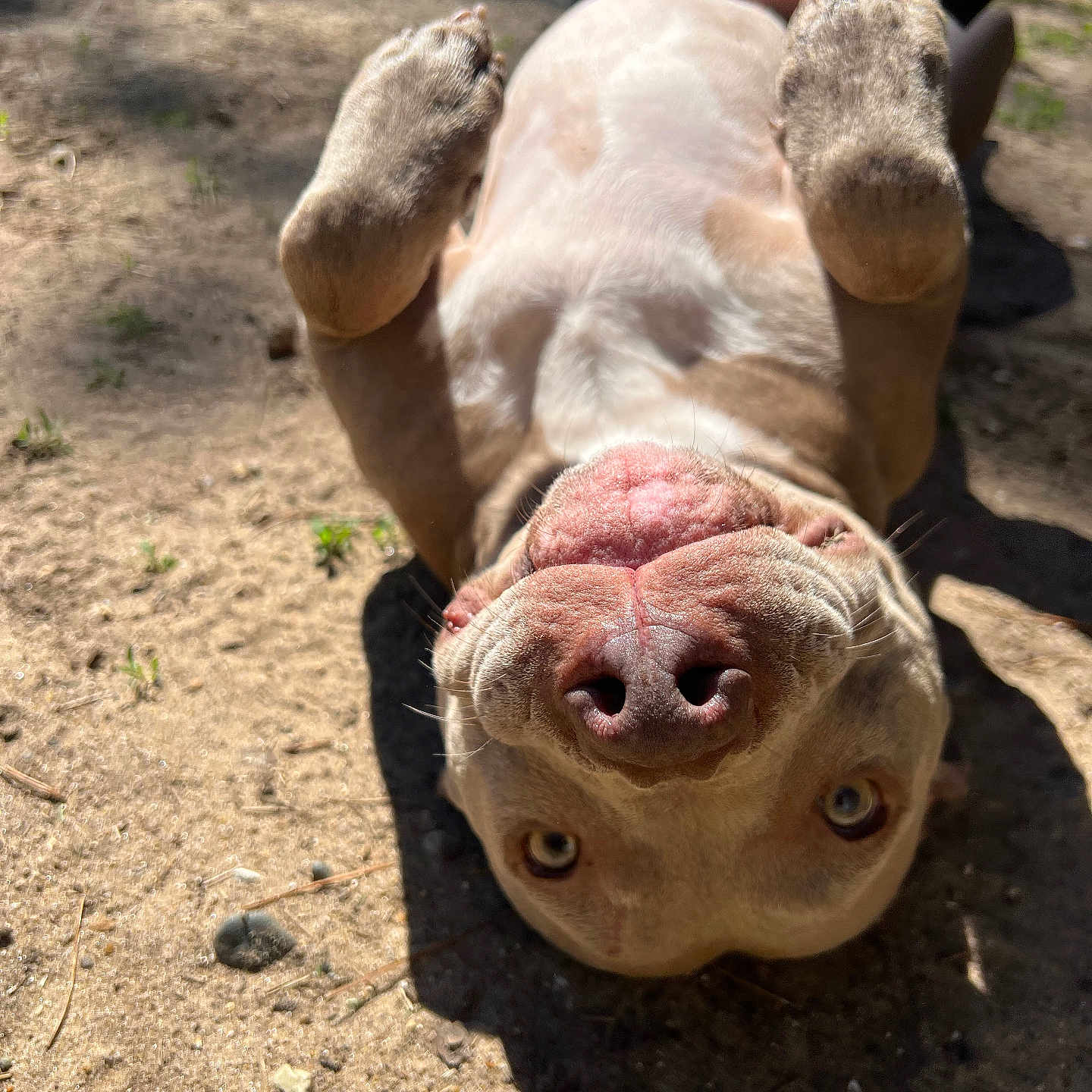 Reya Louise joined the competition — help win amazing prizes! animal, boxer, bulldog, canine, dog, frenchbulldog, grass, hound, labradorretriever, nature, person, pet, pig, pitbull, plant, puppy, rock, snout, soil, whitedog