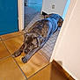 Poomba participe au concours pour gagner de l'argent avec cette photo : dog, indoor, tile_floor, brown_tile, blue_tile, door, wall, large_dog, brindle_coat, resting, animal, pet, floor, relaxed, canine, room, house, home, paw, head
