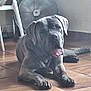 dog, indoor, floor, tile, tongue, relaxed, large_dog, fan, chair, pet, animal, paw, resting, canine, tile_floor, domestic, fur, muzzle, ears, home