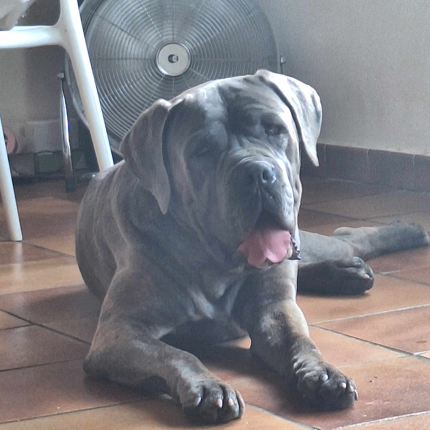 Poomba a rejoint le concours — aidez-le/la à gagner de superbes lots ! animal, canine, chair, dog, domestic, ears, fan, floor, fur, home, indoor, large_dog, muzzle, paw, pet, relaxed, resting, tile, tile_floor, tongue