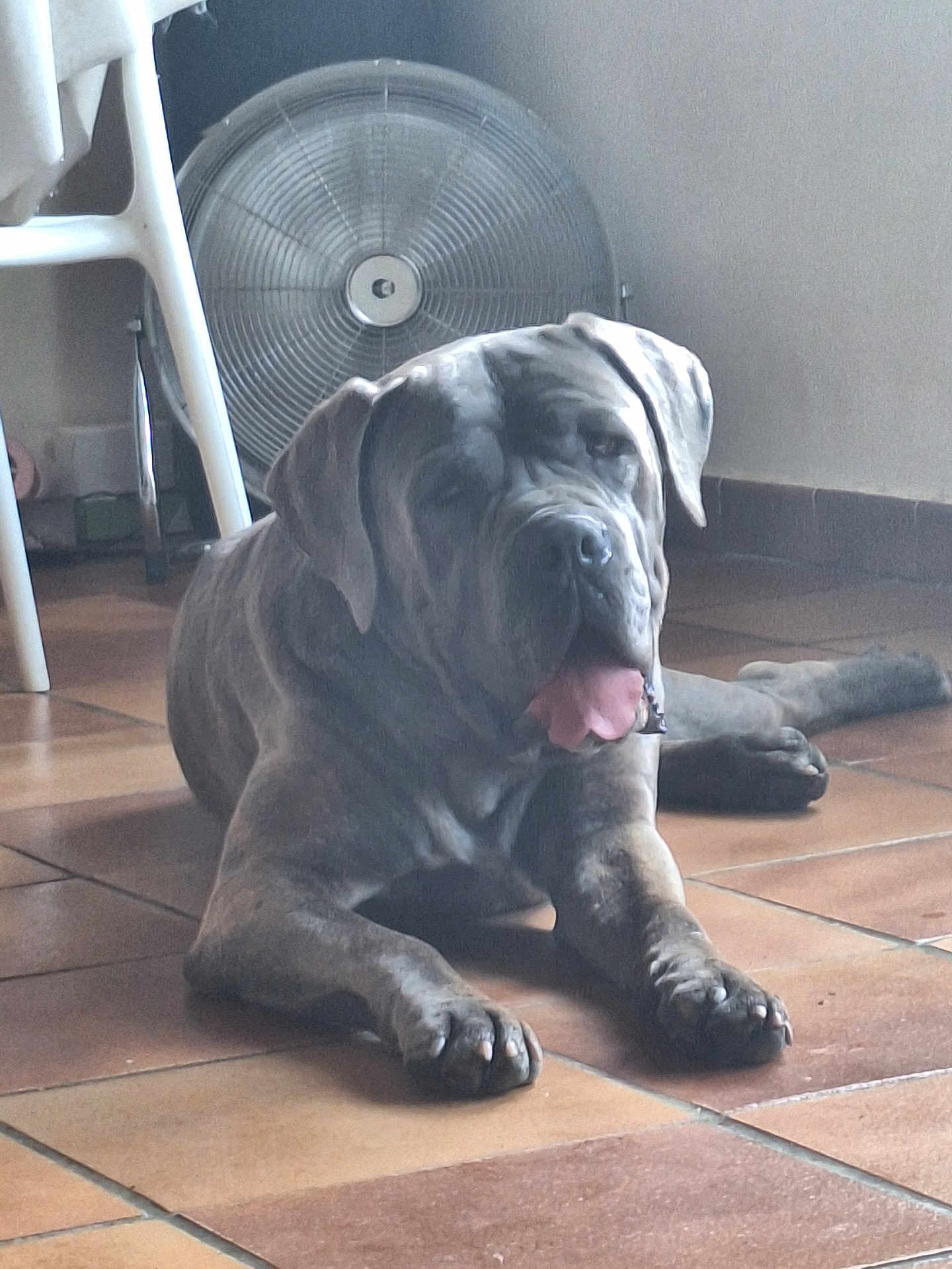 Poomba a rejoint le concours — aidez-le/la à gagner de superbes lots ! dog, indoor, floor, tile, tongue, relaxed, large_dog, fan, chair, pet, animal, paw, resting, canine, tile_floor, domestic, fur, muzzle, ears, home