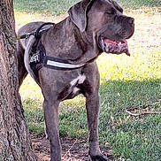 Poomba participe au concours pour gagner de l'argent avec cette photo : dog, canine, animal, pet, outdoor, tree, grass, harness, panting, sunlight, daytime, nature, mammal, brown, large_dog, standing, tongue_out, closeup, park, leash