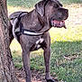 dog, canine, animal, pet, outdoor, tree, grass, harness, panting, sunlight, daytime, nature, mammal, brown, large_dog, standing, tongue_out, closeup, park, leash