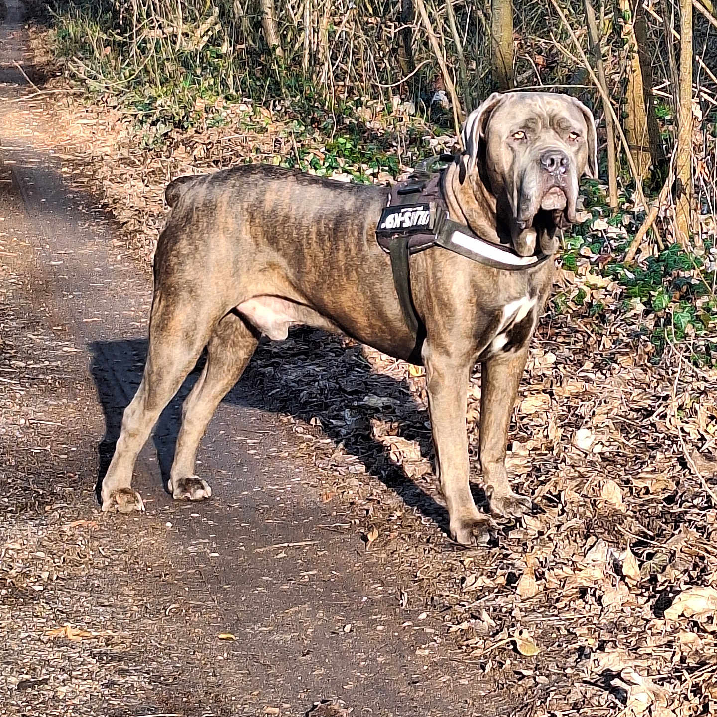Pumba participe au concours pour gagner de l'argent avec cette photo : alert, brindle_coat, canine, dog, forest, ground, harness, large_breed, leaves, mastiff, muscular, nature, outdoor, path, portrait, shadow, standing, sunlight, trees, walking_trail