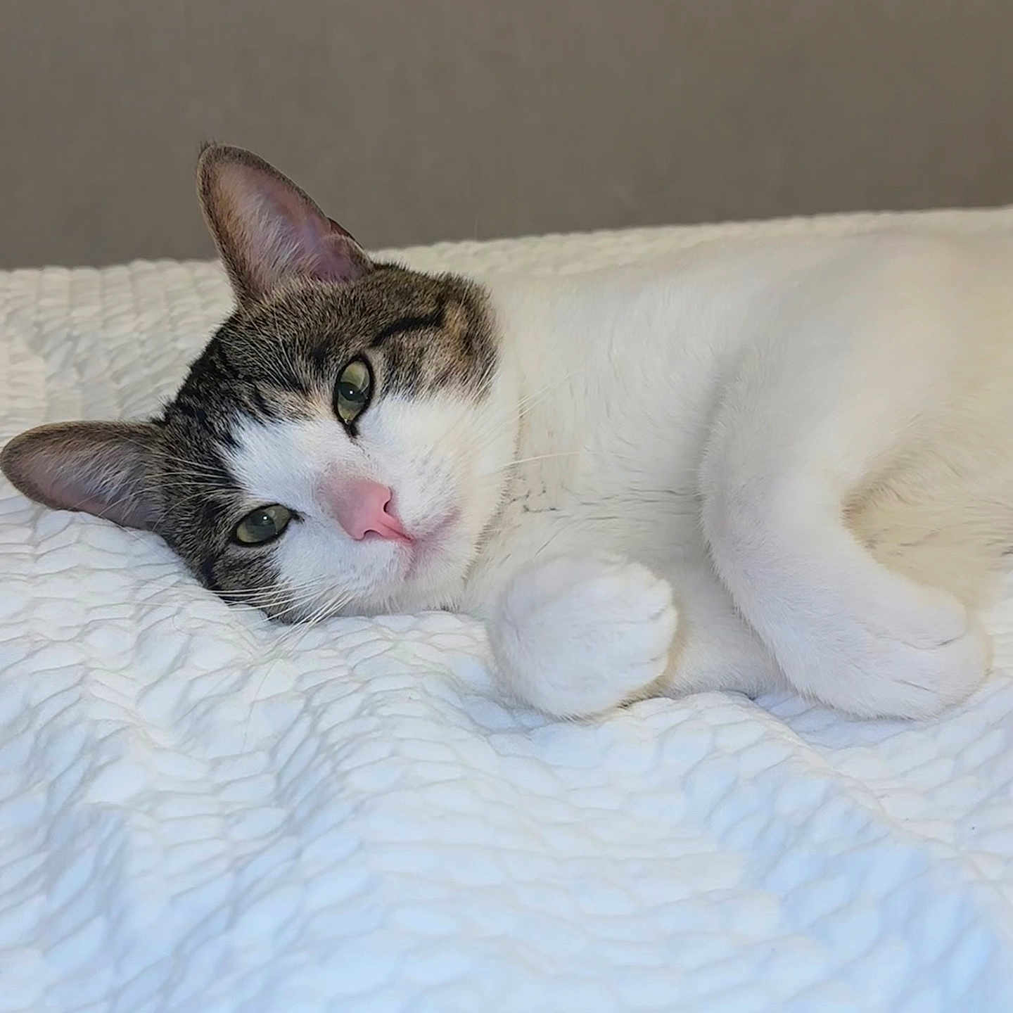 Galileo is registered to the contest to win money with this photo: animal, bed, blanket, cat, closeup, cozy, cute, ears, fur, green_eyes, indoor, pet, pink_nose, relaxing, resting, sleepy, soft, tabby, whiskers, white